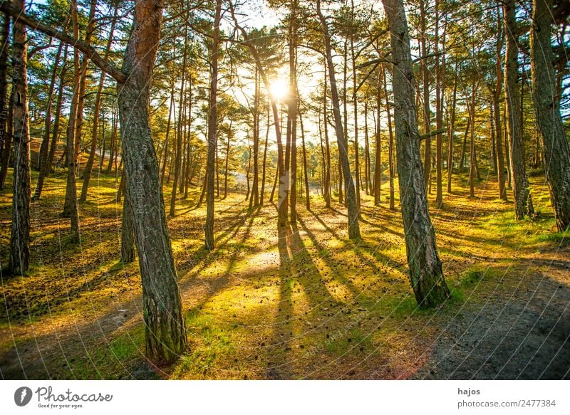 Wald im Gegenlicht im Frühjahr Natur Moos hell gelb gold grün Licht Sonnenstrahlen morgends sanft weich Kiefer Grünpflanze Moor Erholungsgebiet Luft Einsamkeit