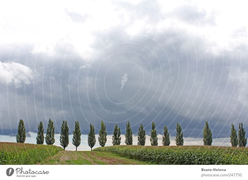 Tiefdruckgebiet Ferien & Urlaub & Reisen Ausflug Sommer Natur Landschaft Himmel Wolken Gewitterwolken Horizont Unwetter Baum Nutzpflanze Feld Wege & Pfade