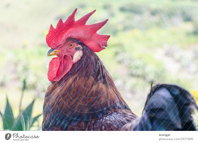 Schöner Hahn auf Naturhintergrund Tier Nutztier 1 elegant frisch schön Tierliebe Hochmut landwirtschaftlich Hintergrund Hähnchen übermütig Kamm defokussiert