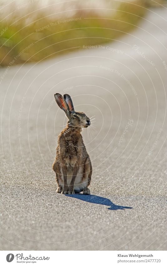 Fotoshooting mit Meister Lampe Umwelt Natur Tier Sommer Schönes Wetter Gras Straße Fell Pfote Hase & Kaninchen 1 beobachten hören sitzen warten braun grau grün