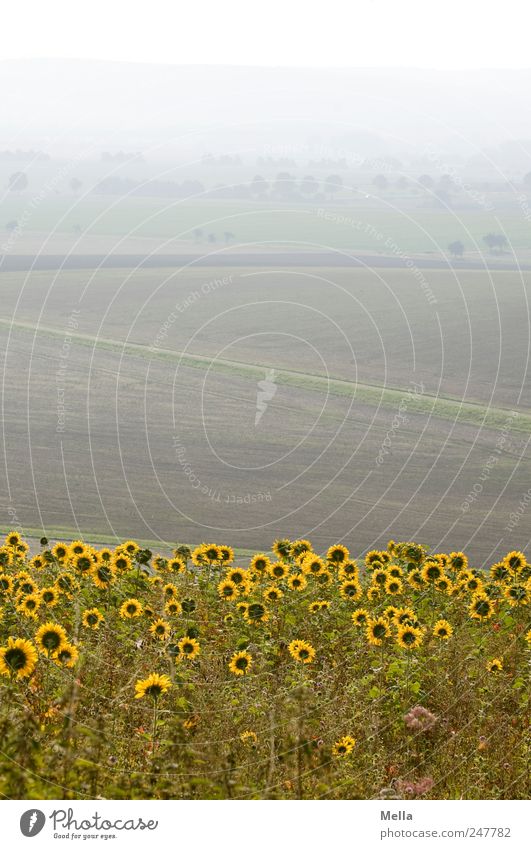 Aussichtsreich Umwelt Natur Landschaft Pflanze Blume Blüte Sonnenblume Sonnenblumenfeld Feld Blühend Wachstum schön Ferne Grundbesitz Landwirtschaft