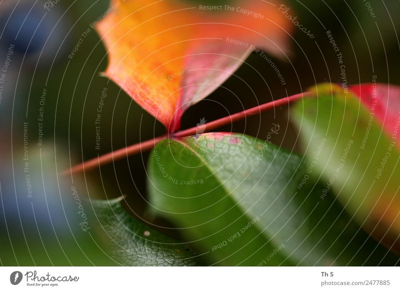 Blatt Natur Pflanze Frühling Sommer Herbst Bewegung Blühend verblüht ästhetisch authentisch einfach elegant frisch natürlich blau grün rot Gelassenheit geduldig