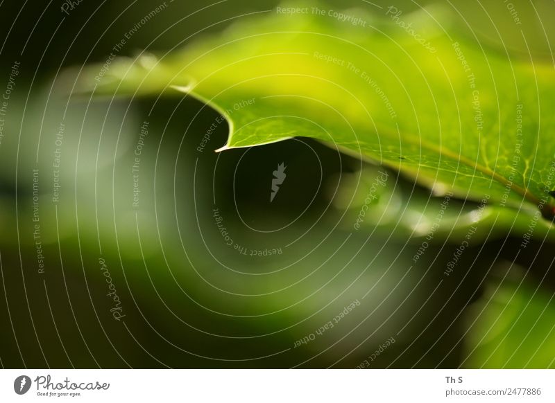 Blatt Natur Pflanze Frühling Sommer Bewegung Blühend ästhetisch authentisch einfach elegant frisch natürlich grün Gelassenheit geduldig ruhig einzigartig Spitze