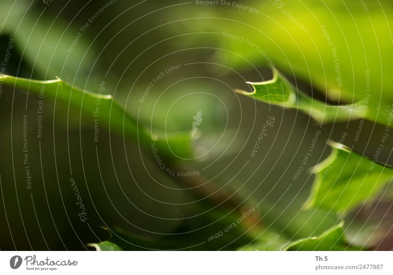 Blatt Natur Pflanze Frühling Sommer Bewegung Blühend ästhetisch authentisch einfach elegant frisch natürlich grün Gelassenheit geduldig ruhig einzigartig