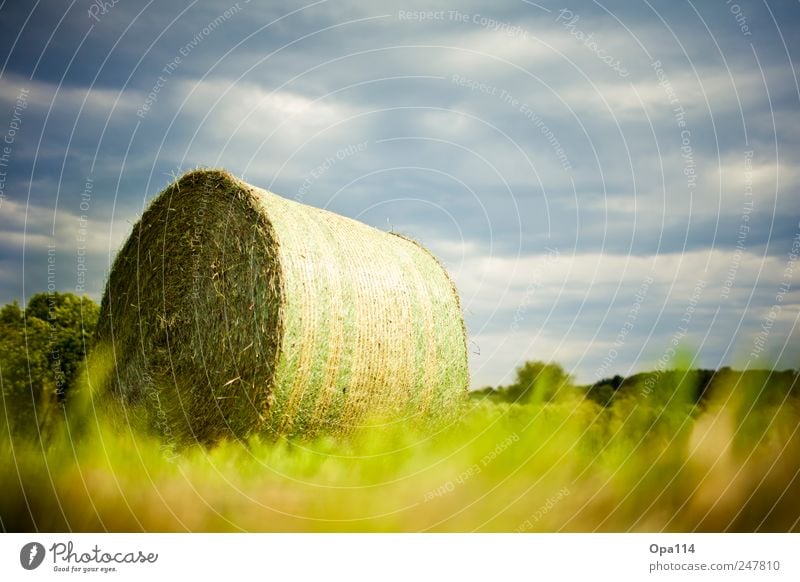 Eingewickelt Umwelt Natur Landschaft Pflanze Tier Wolken Sonnenlicht Sommer Klima Wetter Schönes Wetter Gras Sträucher Grünpflanze Nutzpflanze Wiese Feld liegen