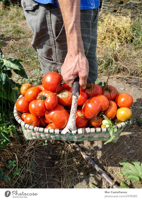 Tomatenernte im Obstgarten Gemüse Frucht Vegetarische Ernährung Sommer Sonne Mensch maskulin Hand 1 Pflanze Blatt Dorf füttern natürlich grün rot