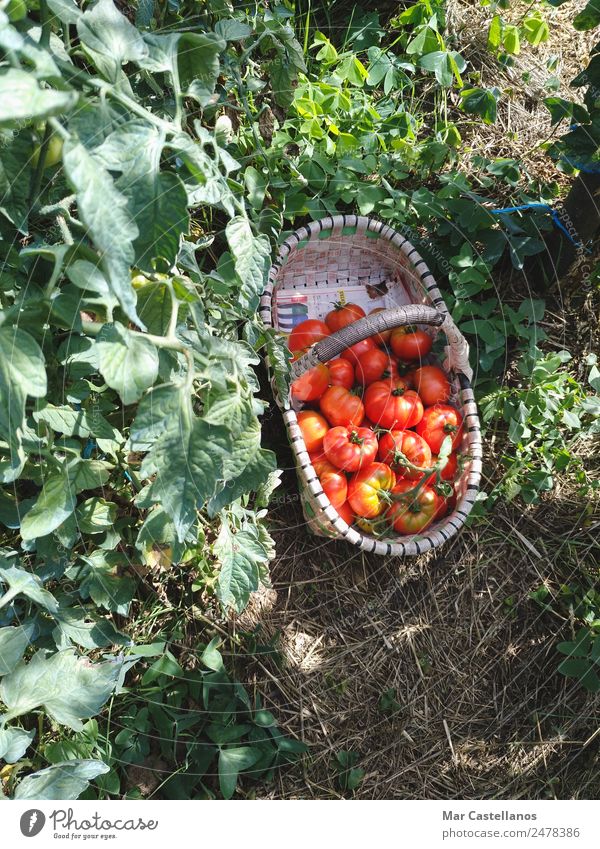 Tomatenernte im Obstgarten Gemüse Frucht Ernährung Vegetarische Ernährung Sommer Sonne Pflanze Blatt Nutzpflanze Dorf Diät füttern verkaufen natürlich grün rot