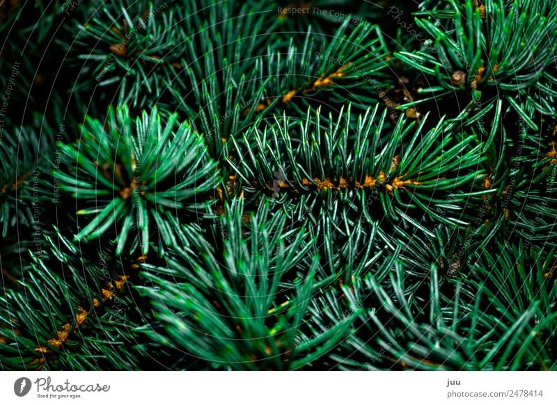 Tannige Tanne Pflanze Baum Grünpflanze Tannenzweig Tannennadel Wald dunkel glänzend Spitze stachelig gold grün Weihnachtsbaum Farbfoto Außenaufnahme