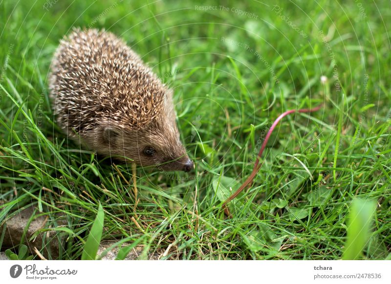 Kleiner Igel Garten Erwachsene Natur Landschaft Tier Herbst Gras Moos Wiese Wald schlafen klein natürlich niedlich stachelig wild grün Schutz Farbe Hintergrund