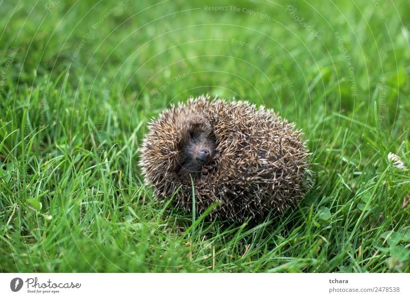 Igel Garten Erwachsene Natur Landschaft Tier Herbst Gras Moos Wiese Wald schlafen klein natürlich niedlich stachelig wild grün Schutz Farbe Hintergrund