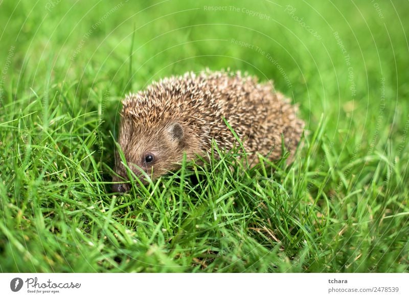 Hecke Garten Erwachsene Natur Landschaft Tier Herbst Gras Moos Wiese Wald klein natürlich niedlich stachelig wild grün Schutz Farbe Igel Hintergrund europaeus