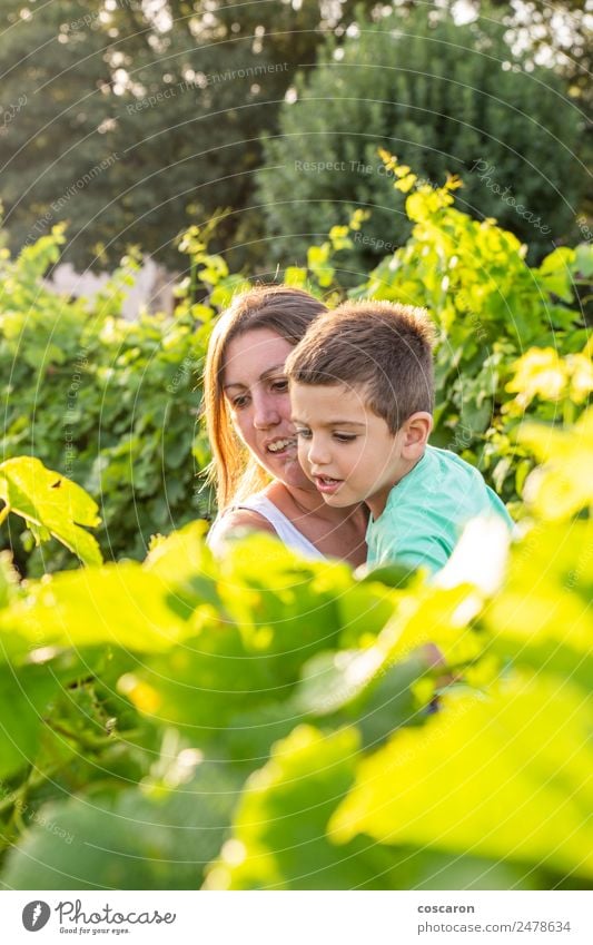 Schöne Mutter verbringt Zeit mit ihrem Sohn auf dem Gebiet der Trauben. Lifestyle Freude Glück schön Ferien & Urlaub & Reisen Sommer Kind Mensch Kleinkind Junge