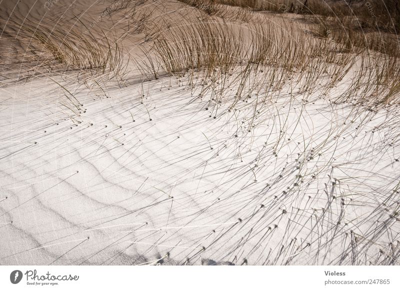 Spiekeroog | ...steife brise Landschaft Pflanze Sand Küste Strand Nordsee entdecken Erholung Nordseeinsel Dünengras Farbfoto Außenaufnahme Textfreiraum links