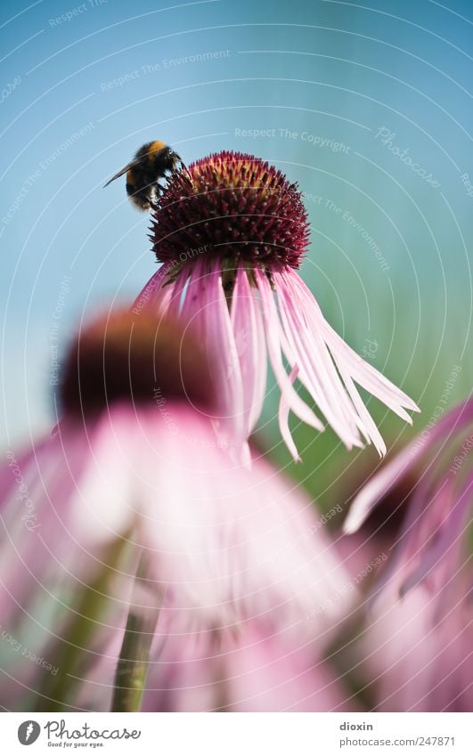 Echinacea purpurea N°3 Umwelt Natur Pflanze Tier Blume Blüte Roter Sonnenhut Heilpflanzen Flügel Hummel Insekt natürlich schön blau grün rosa violett Farbfoto