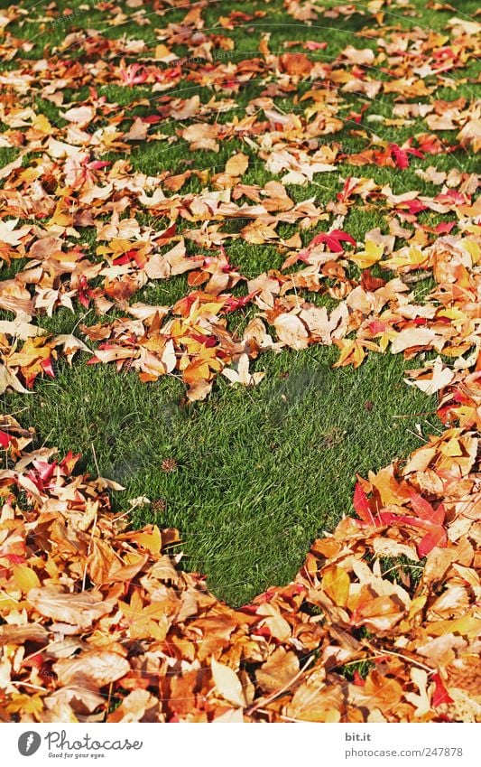 Herbstliebe Erholung ruhig Ferien & Urlaub & Reisen Feste & Feiern Valentinstag Muttertag Erntedankfest Hochzeit Geburtstag Umwelt Natur Klima Blatt Wiese