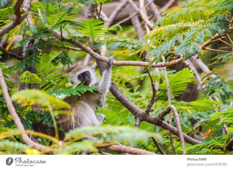 Grüne Affen sitzen an einer Wand in der Savanne. Tier Wald Afrika Amboseli Kenia afrikanisch Menschenaffen Hintergrund Meerkatzen Lebewesen anstarrend