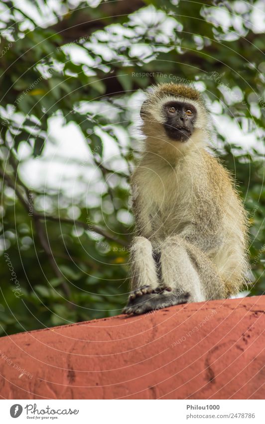 Grüne Affen sitzen an einer Wand in der Savanne. Tier Garten Felsen Afrika Amboseli Kenia afrikanisch Menschenaffen Hintergrund Meerkatzen Lebewesen anstarrend