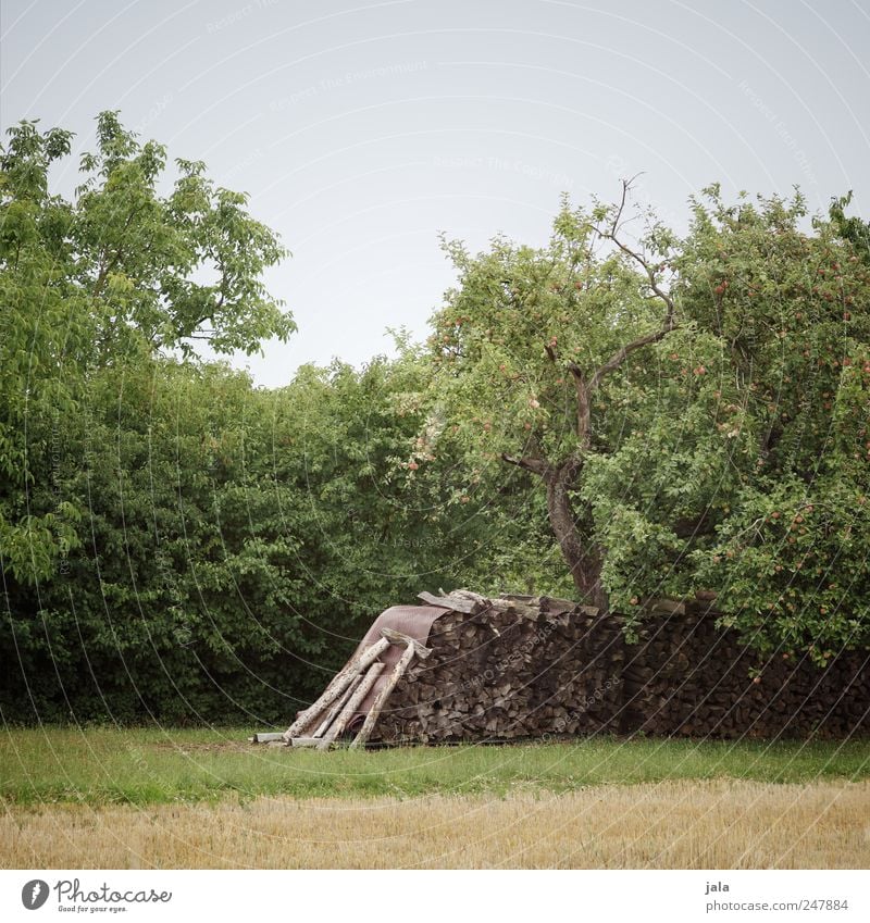 holz Umwelt Natur Landschaft Pflanze Himmel Baum Gras Sträucher Grünpflanze Wildpflanze Wiese Holz natürlich blau braun grün Brennholz Farbfoto Außenaufnahme