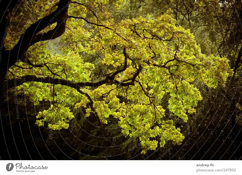 Geäst Natur Pflanze Baum gelb grün Ast Gelbstich Herbst herbstlich Laubbaum Zweige u. Äste Eiche Farbfoto Gedeckte Farben Außenaufnahme Tag Kontrast Gegenlicht