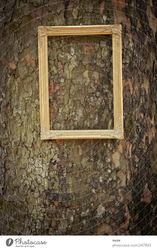 Bildbild Baum hängen gold Bilderrahmen Baumstamm Königlich edel Rahmen leer Baumrinde vergessen Farbfoto Gedeckte Farben Außenaufnahme Nahaufnahme