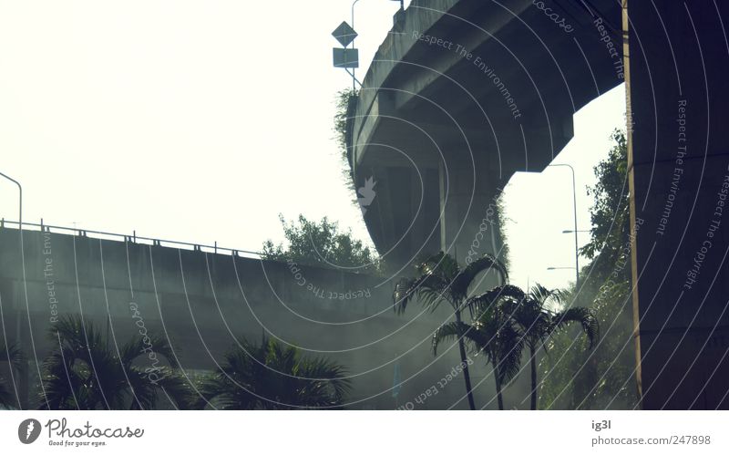 Jurassic Park Pflanze Baum Bangkok Thailand Asien Hauptstadt Menschenleer Hochstraße Brücke Stein Schilder & Markierungen Tapferkeit Angst gefährlich Nervosität