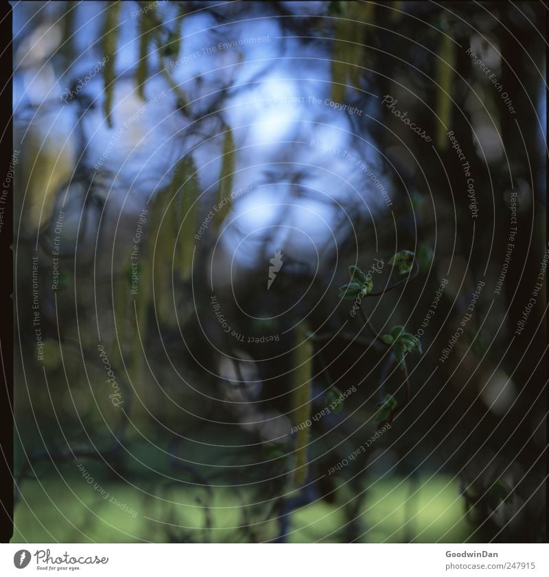 Macro. Umwelt Natur Pflanze Sträucher Park authentisch einfach frei kalt nah Stimmung Farbfoto Außenaufnahme Nahaufnahme Detailaufnahme Menschenleer Morgen