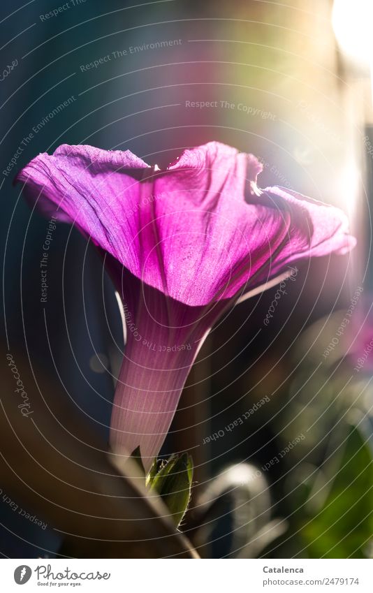 Durchleuchtet, die Trichterwinde Natur Pflanze Sonnenlicht Sommer Schönes Wetter Blume Blüte Kletterpflanzen Garten Blühend schön blau grün violett rosa