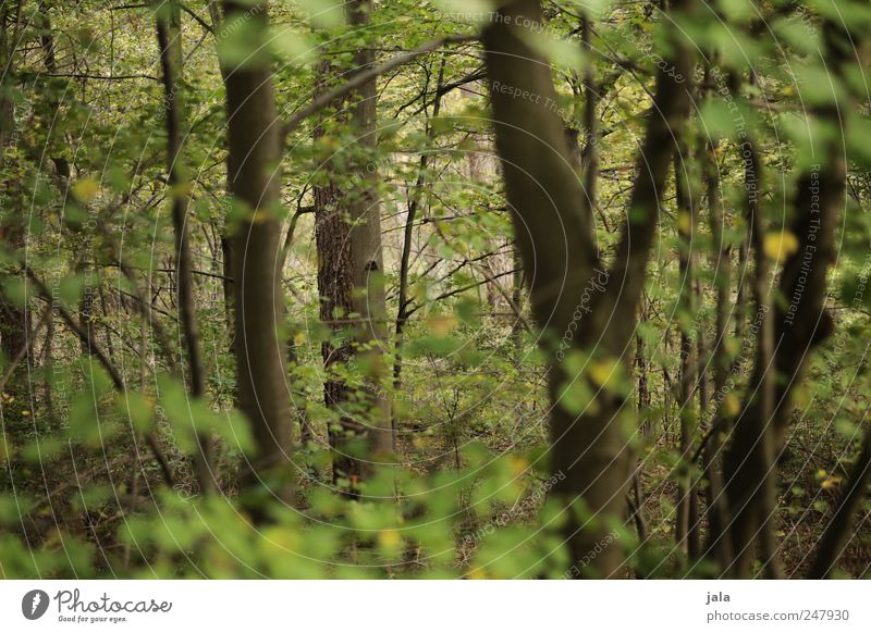 wald Umwelt Natur Pflanze Baum Sträucher Grünpflanze Wildpflanze Wald natürlich wild braun grün Farbfoto Außenaufnahme Menschenleer Tag