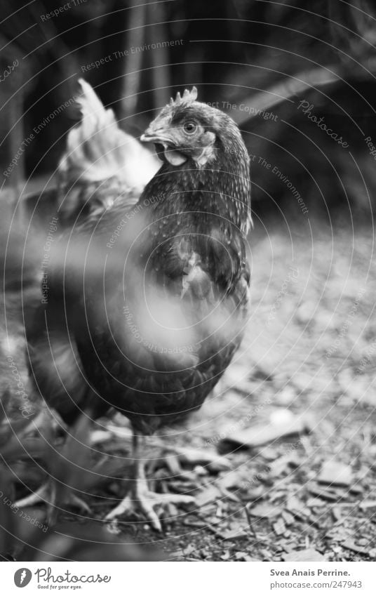 nun.huhn. Schönes Wetter Pflanze Nutztier Tiergesicht Fell Krallen Zoo Haushuhn 1 beobachten Interesse Neugier Schwarzweißfoto Außenaufnahme Tierporträt