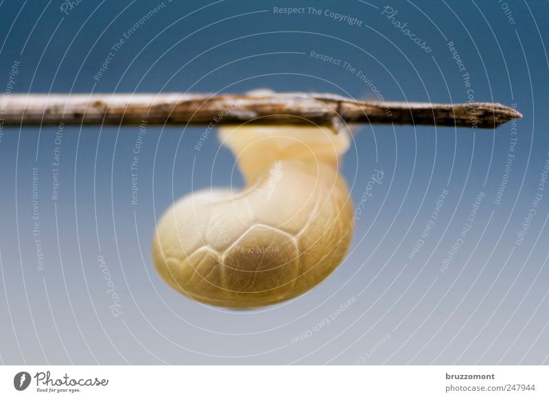 hang loose Lebensmittel Haus Natur Tier Wildtier Schnecke 1 Tierjunges hängen blau gelb schön ästhetisch Entwicklung Wachstum Schneckenhaus Farbfoto