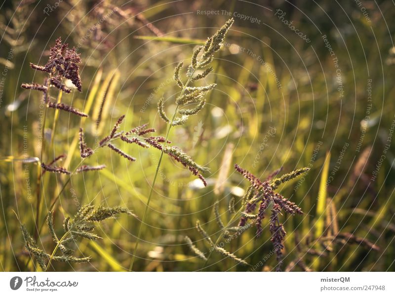 Harmonie. Umwelt Natur Landschaft Pflanze ästhetisch Gras Wiese grün grün-gelb Idylle ruhig Hoffnung Waldlichtung Wiesenblume Farbfoto Gedeckte Farben