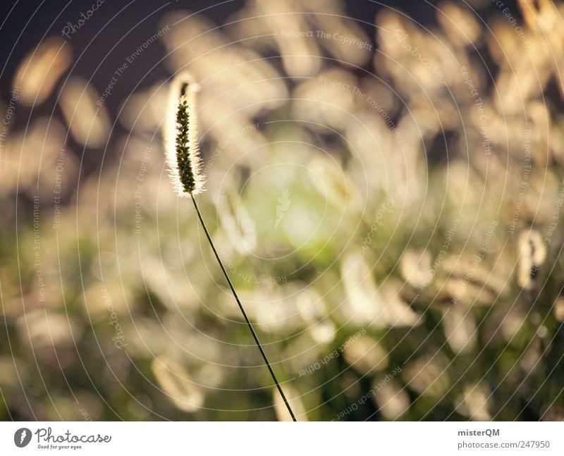 outstanding. Umwelt Natur Landschaft Pflanze ästhetisch Wiese grün herausstechend markant außergewöhnlich leuchten ruhig Hoffnung Wind Waldlichtung Glaube