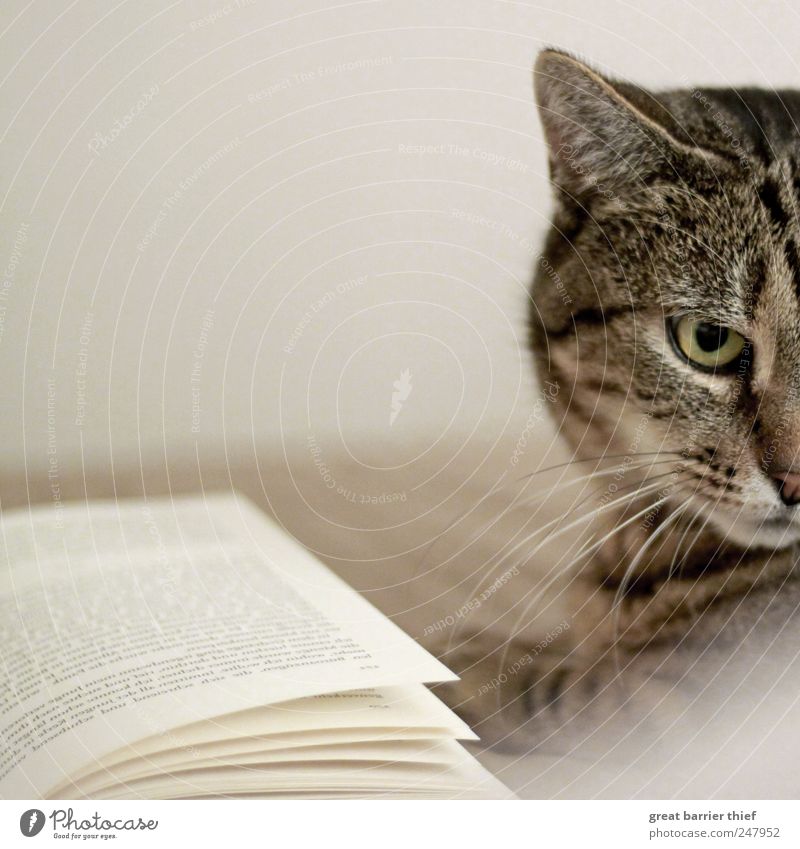 Katze Buch Tier Behaarung Haustier Tiergesicht 1 Blick außergewöhnlich Neugier Tierliebe Fell Katzenauge Farbfoto Innenaufnahme Nahaufnahme Menschenleer Tag