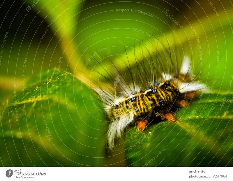 Pre-Metamorphose Haare & Frisuren Wohlgefühl Umwelt Natur Pflanze Tier Blatt Grünpflanze weißhaarig Wildtier Schmetterling Wurm Fell Pfote 1 krabbeln schön blau