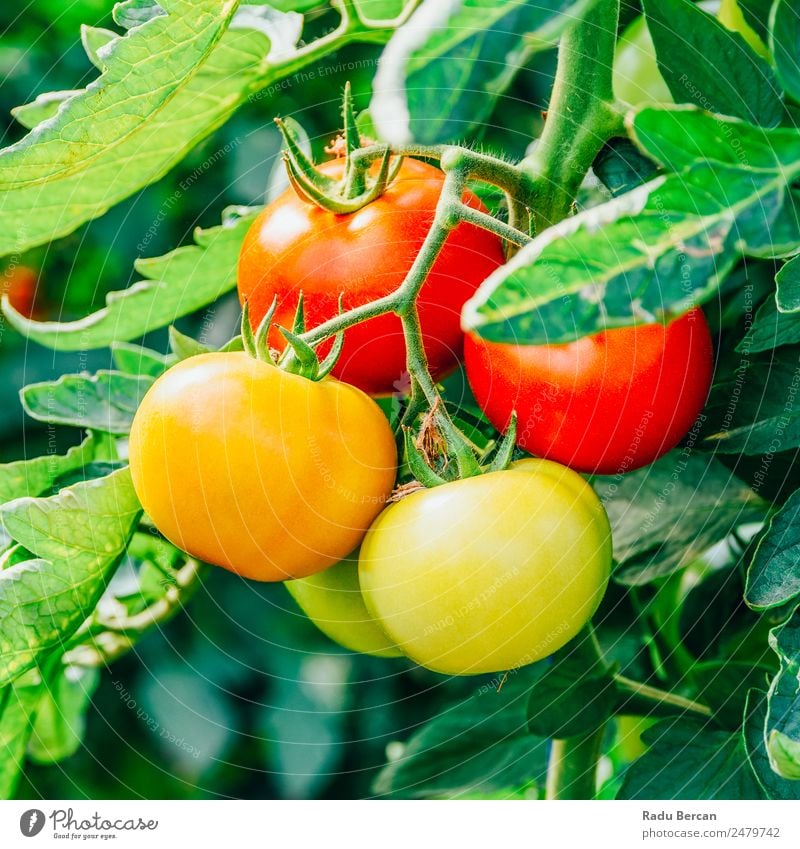 Tomaten, die auf Reben im Gewächshaus wachsen. Kirsche Lebensmittel Hintergrundbild rot Gesundheit organisch roh Nahaufnahme grün klein Gemüse Zutaten