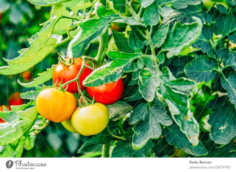 Tomaten, die auf Reben im Gewächshaus wachsen. Kirsche Lebensmittel Hintergrundbild rot Gesundheit organisch roh Nahaufnahme grün klein Gemüse Zutaten