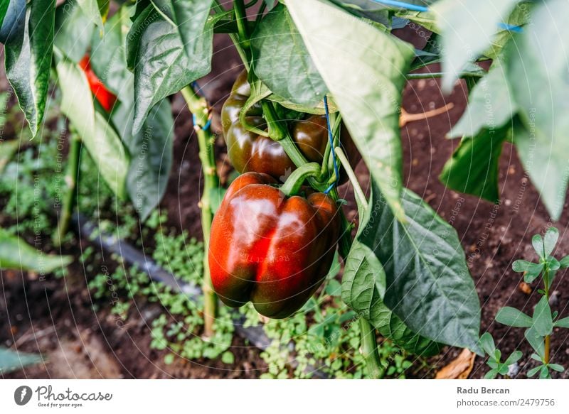 Paprika Capsicum wächst im Gewächshaus Pfeffer Wachstum Bauernhof Pflanze süß grün Natur rot Landwirtschaft Gesundheit Glocke organisch Lebensmittel Garten