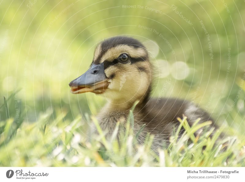 Kleines Entenküken im Gras Natur Tier Sonne Sonnenlicht Schönes Wetter Wiese Wildtier Vogel Tiergesicht Flügel Küken Stockente Schnabel 1 Tierjunges Erholung