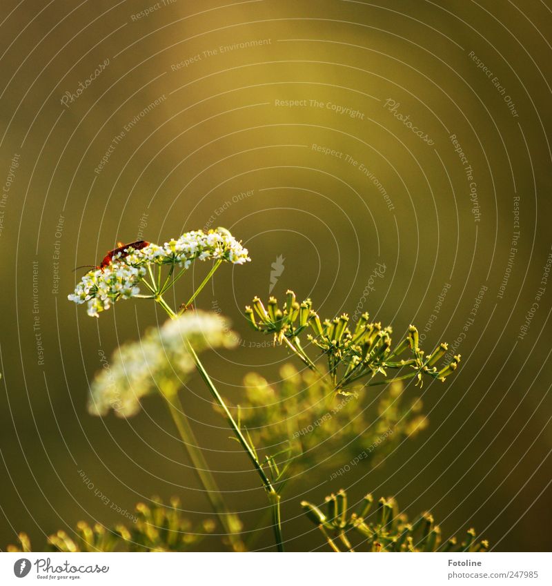 Sommer 2011 Umwelt Natur Pflanze Tier Blume Gras Blüte Wildpflanze Garten Wildtier Käfer hell nah natürlich Farbfoto mehrfarbig Außenaufnahme Nahaufnahme