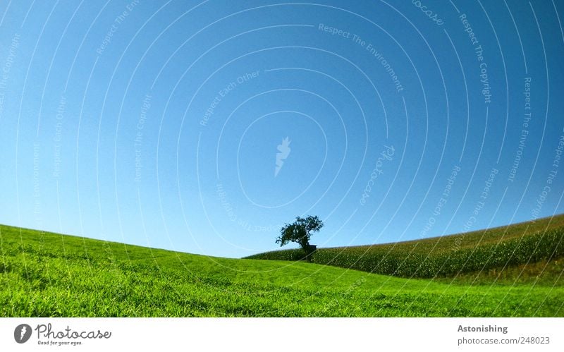 zwischen feld und wiese Umwelt Natur Landschaft Pflanze Erde Luft Himmel Wolkenloser Himmel Sommer Wetter Schönes Wetter Baum Gras Sträucher Grünpflanze