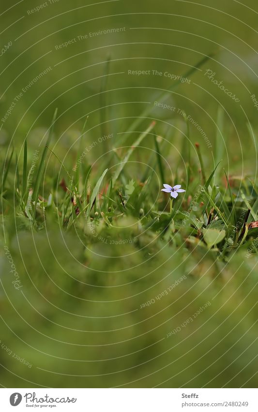 ein kleines Blümchen blüht auf einer Graswiese Blume Wiesenblume alleine einsam kleine Blume blühende Wildblume Juni blühende Wildpflanze Blüte Grasbüschel