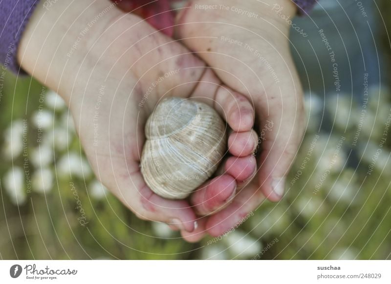 in my hands ... Kind Kindheit Muschel Finger Mensch 3-8 Jahre tragen festhalten Hand Wiese Blume Schnecke Schneckenhaus bewohnt Natur Farbfoto Kinderhand