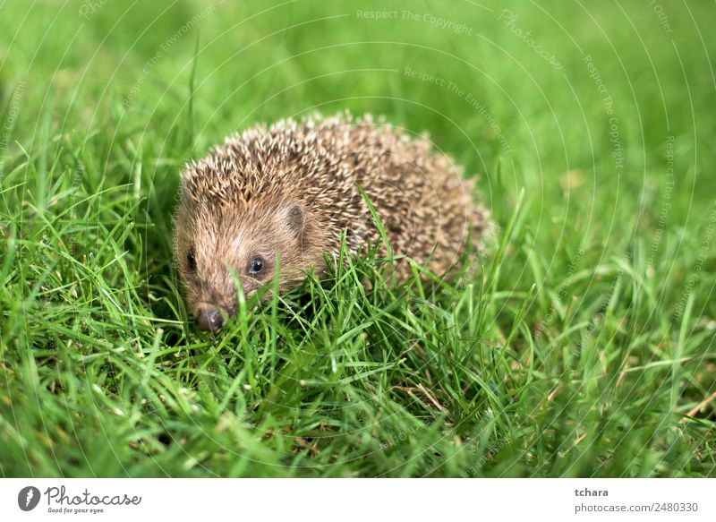 Kleiner Igel im Garten, mit Blick auf die Kamera Erwachsene Natur Landschaft Tier Herbst Gras Moos Wiese Wald klein natürlich niedlich stachelig wild grün