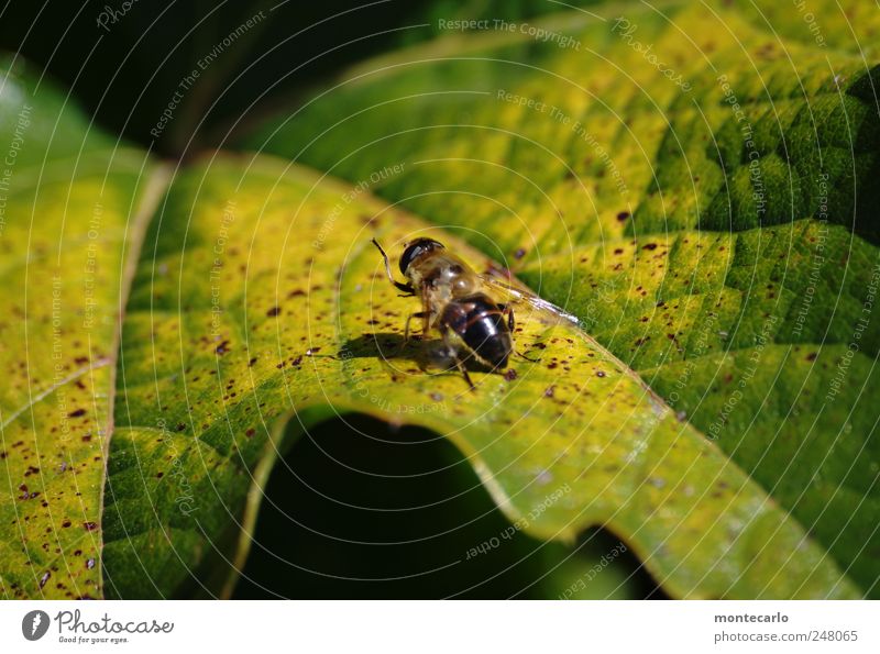 Spätsommer Natur Pflanze Sommer Schönes Wetter Blatt Grünpflanze Tier Aggression klein natürlich gelb grün Farbfoto mehrfarbig Außenaufnahme Nahaufnahme