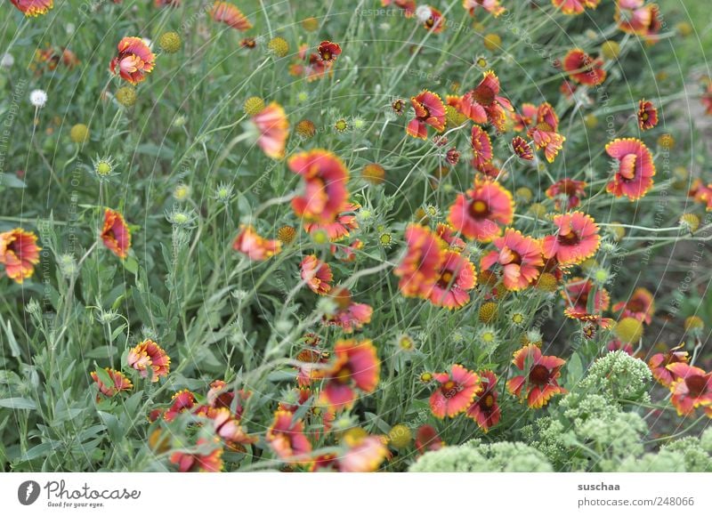 noch schnell ne schöne blumenwiese .. und Umwelt Natur Pflanze Frühling Sommer Schönes Wetter Wind Blume Gras Blüte Garten Wiese Blühend Duft hängen verblüht