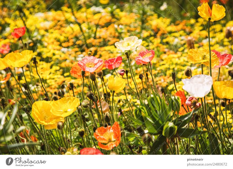 Mohnblumenwiese Sommer Natur Pflanze Sonnenlicht Schönes Wetter Blüte Wildpflanze Wiese Alpen Blühend gelb Hintergrundbild Klatschmohn Mohnblüte