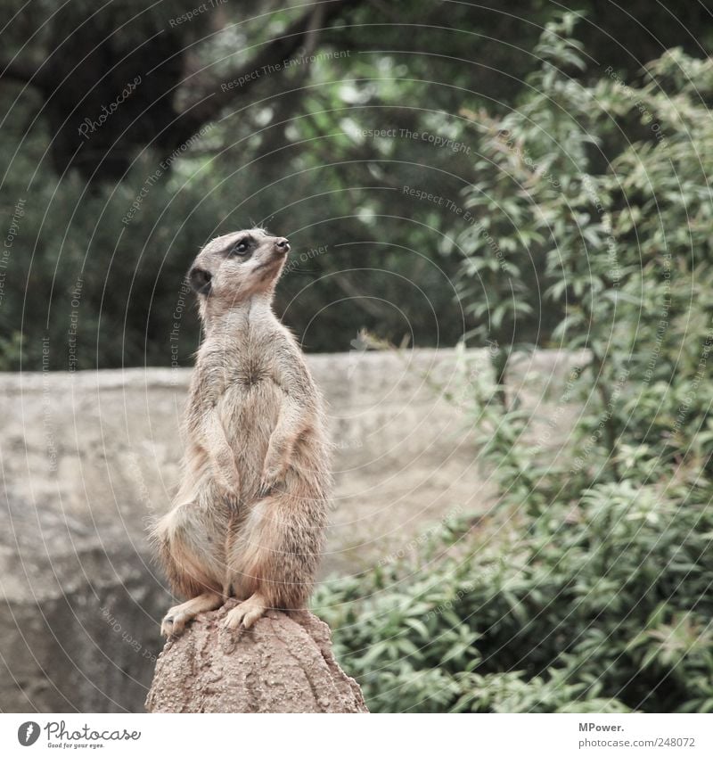 Hochsitz Erdmännchen Tier 1 Felsen Wildtier Fell Aussicht süß sitzen Zoo beobachten Textfreiraum rechts weich Pelzmantel Pelztier