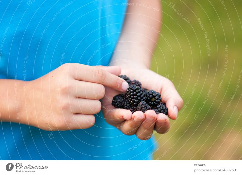 Reife Brombeeren in der Kinderhand Lebensmittel Frucht Dessert Essen Frühstück Vegetarische Ernährung Diät Hand Natur frisch lecker natürlich saftig grün