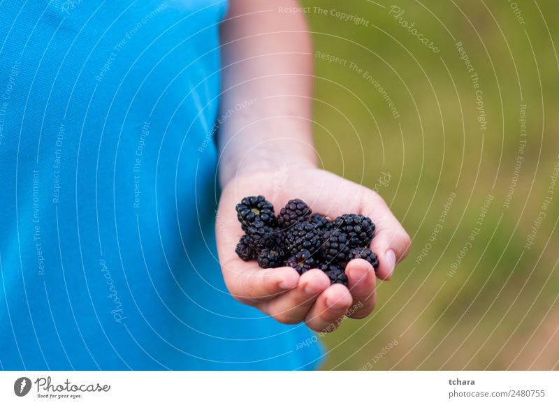 Reife Brombeeren in der Hand Lebensmittel Frucht Dessert Essen Frühstück Vegetarische Ernährung Diät Natur frisch lecker natürlich saftig grün schwarz Farbe