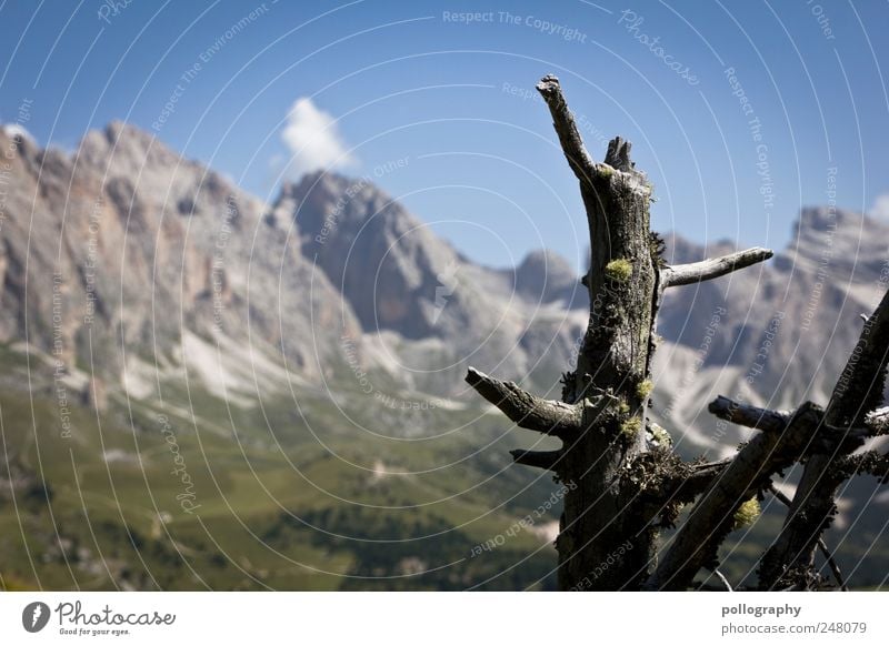 Baumgrenze Ferien & Urlaub & Reisen Freiheit Sommer Natur Landschaft Pflanze Himmel Sträucher Wiese Alpen Berge u. Gebirge Holz ästhetisch Unendlichkeit hoch